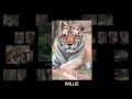 39 Tigers: The story of the largest tiger rescue in US history.