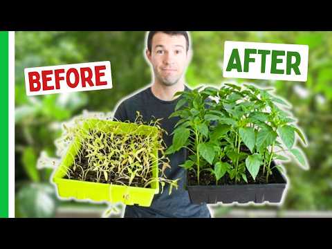 This CHANGED How We Grow Peppers thumbnail