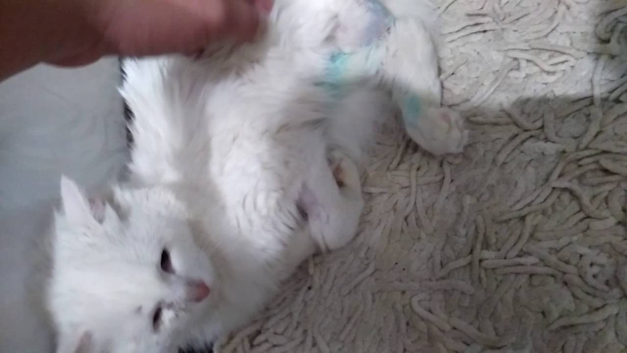 Мою кошку сбила машина Мою кошку сбила машина
