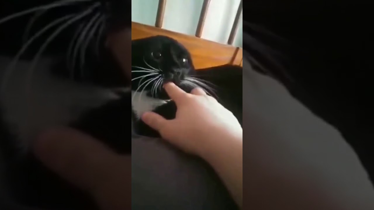 Cat Sucks Finger Youtube