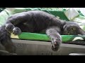 Дневната доза почивка на удобно креватче 😻💋😺
