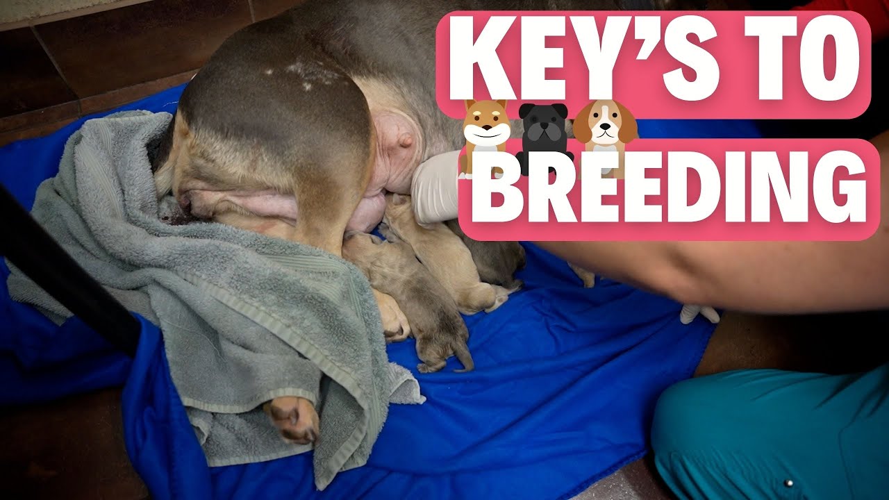 Keys to Breeding Part 1 (Starting Your Kennel) YouTube