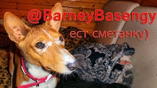 Барни басенджи ест сметанку #0019 Барни басенджи ест сметанку #0019