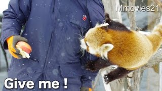 Red Panda chase the keeper ~want to eat apples!  くいしんぼうレッサーパンダ ギンちゃん