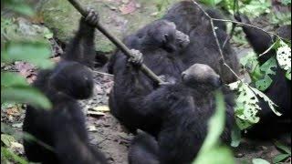Chimpanzee group aggression against alpha male (UPDATED)