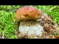 Шикарные поляны белых грибов | Сбор благородных грибов в смешанном лесу | Белые грибы июль 2020