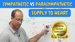 Sympathetic vs Parasympathetic Supply to Heart