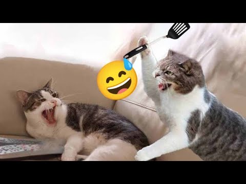Видео: Самые смешные животные / Приколы с котами и собаками 2024