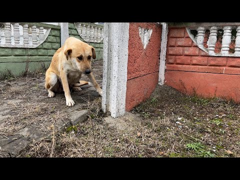 Video: Cinsel Saldırı ve Hizmet Köpekleri Hakkında Neden Konuşmalıyız?