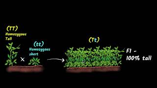 Mendel's experiments (Law of dominance & segregation) | Biology class 10 | Khan Academy