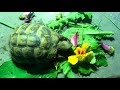 Mediterranean Tortoise Diet