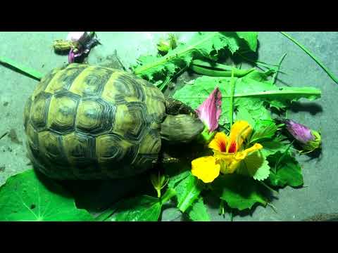 Video: Mediterranean tortoise hauv tsev: piav qhia, cov ntsiab lus nta thiab qhov tseeb nthuav