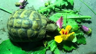 Mediterranean Tortoise Diet