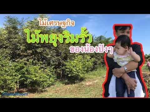 ปลูกไม้เศรษฐกิจ ไม้พยุงริมรั้ว #ไม้พยุง