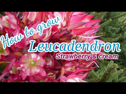 Video: Potted Leucadendron Care: Yuav Ua Li Cas Loj hlob Leucadendrons Hauv Ntim