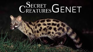 Secret Creatures: Genet