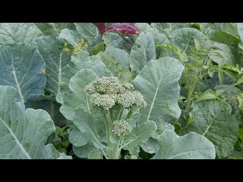 Video: Stranski poganjki na rastlinah brokolija: nabiranje stranskih poganjkov brokolija