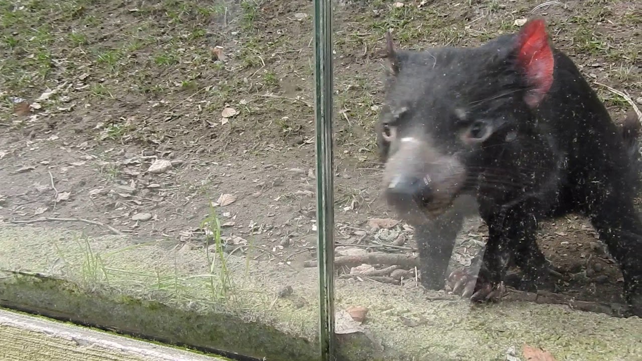 目の前に来てくれたタスマニアデビル Tasmanian devil 2018 0219 - YouTube