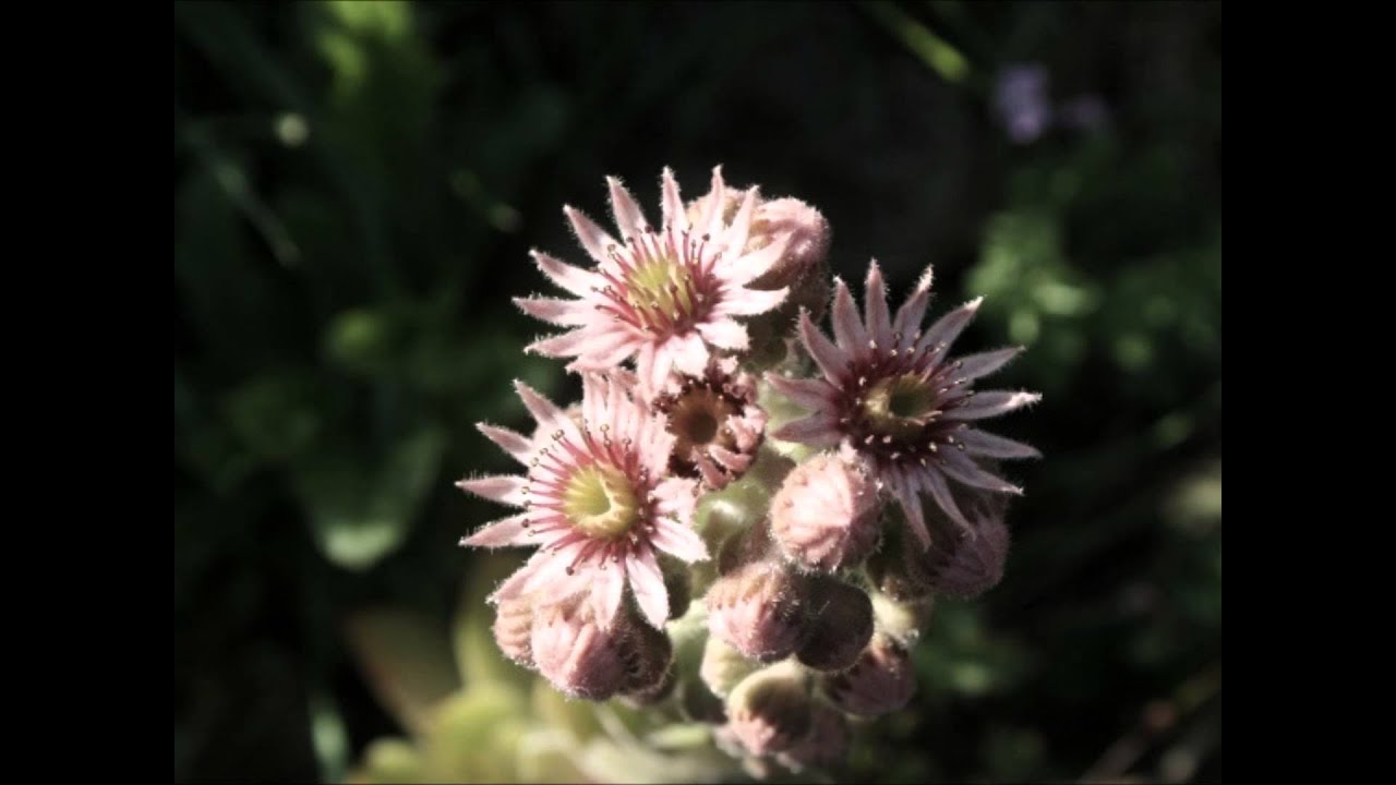 Fleurs de printemps YouTube