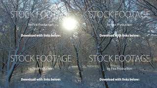 Aerial shot: sun rays shine into camera through trees covered with snow