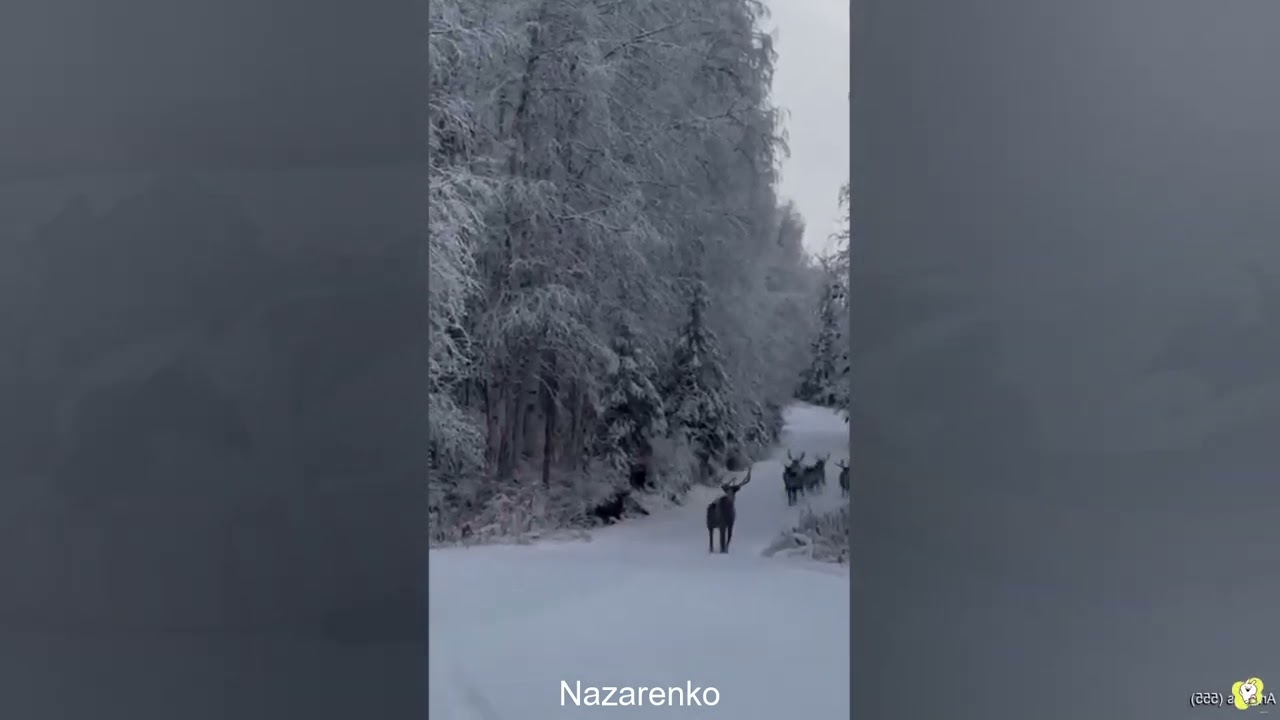 When your dog sees you as their soul's companion. 🧘