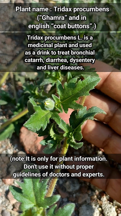 Plant name : Tridax procumbens #shorts