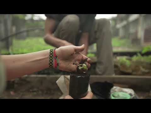 Video: Šokolado drožlės netikros agavos: Manfredos šokolado drožlių augalo auginimas