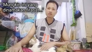 Masya Allah, Meski Sakit Kucing Bogel Susah Payah Naik Ke pangkuan..