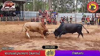 แดงงามพญานาคขาว [ลมหวน] (แดง) VS ดำแสนเก่ง (น้ำเงิน)