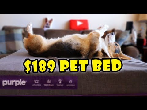 bought-purple’s-pet-bed-for-my-dog!-||-extra-after-college