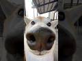 スタバが大好きすぎる柴犬w