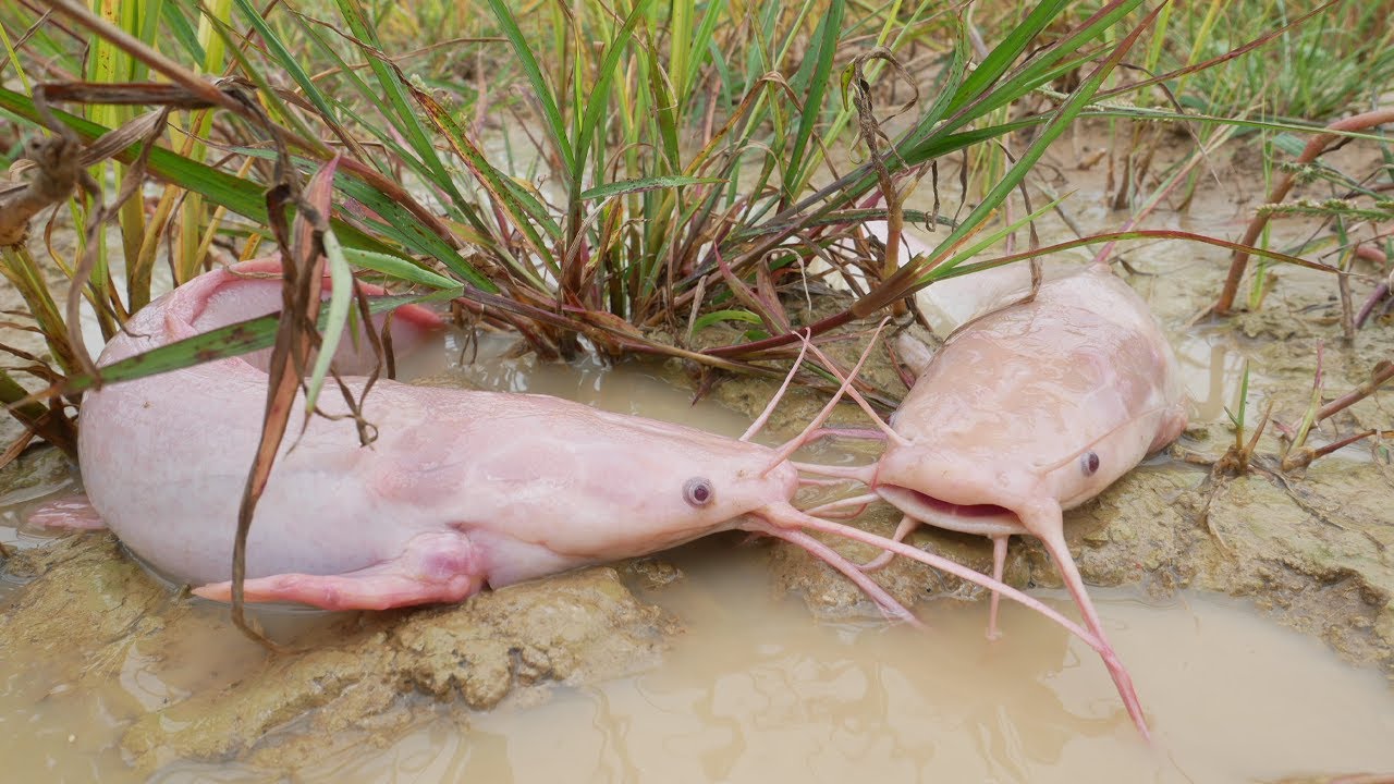 Extreme Catfish Catch in Dry Season | Village Fishing Life, Best Fishing Skill