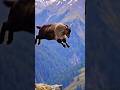 “Impossible jump 😳 तिमी गर्न सक्छौ ?” #youtubeshorts  #goat #jumping #viral #shorts
