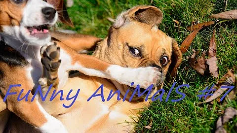 FuNny AniMalS #7 // Смешные видео с животными // Приколы с животными // Смешные животные 2020