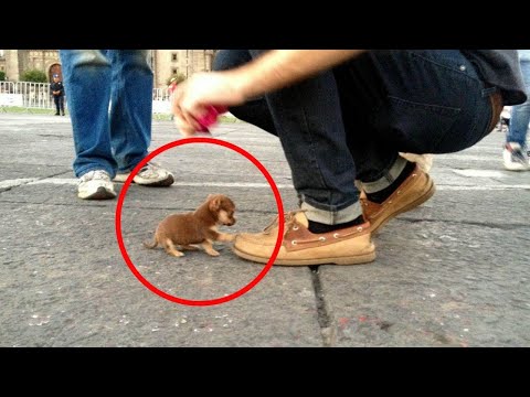 Vídeo: O Menor Cão Do Mundo Encontrado Na Nova Zelândia?