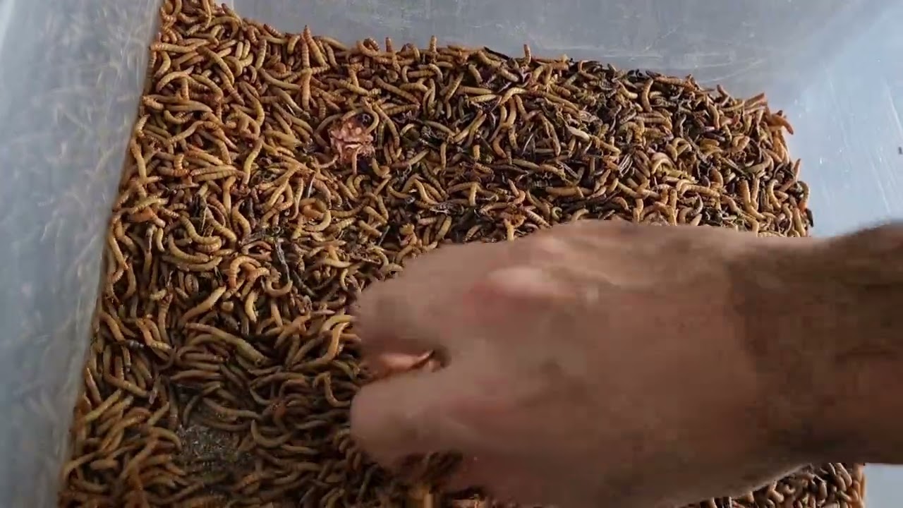 طريقة تربية الديدان وايضا دود القبابي وتكاثرها ويكون عندك متوفر بكل وقت شاهد الفيديو وطرق تربيتها