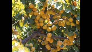 Madam Noor Jahan - Sohni Dharti Allah Rakhe (By Radio Pakistan).wmv