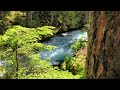 Beautiful Relaxing Music 🌿 Stress Relief, Water Sound and Sleep Music, Spa & Yoga, Meditation Music