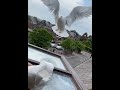 My Pet Seagull wont let me clean my window, again.