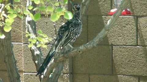 the roadrunner 023.MOV