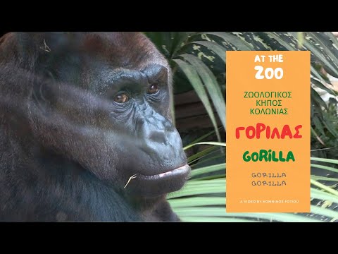 ΓΟΡΙΛΑΣ Ζωολογικός Κήπος Κολωνίας / ep.2 GORILLA(Gorilla gorilla) Cologne Zoo (HD) English subtitles