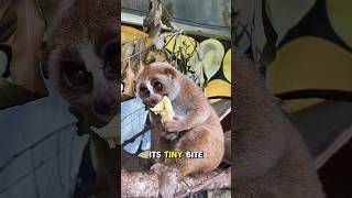 The Slow Loris Is Venomous? Deadly Animal Fact You Didn’t Know! #shorts #youtubeshorts #animals