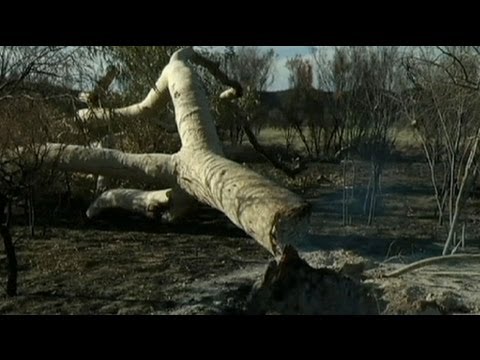 Βίντεο: Διαρροή Ευκαλύπτων - Τι να Κάνετε για το Δέντρο Ευκάλυπτου που Στάζει