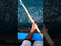 🇧🇭#qatar /வஞ்சிரம் மீன் 🎣🐟🐠#kingfish catching 🐟🎣🐠/#fishing /#sorts /#trending /#trendingshorts