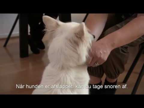 Video: Hvordan Behandle En Hunds Hjerteinfarkt