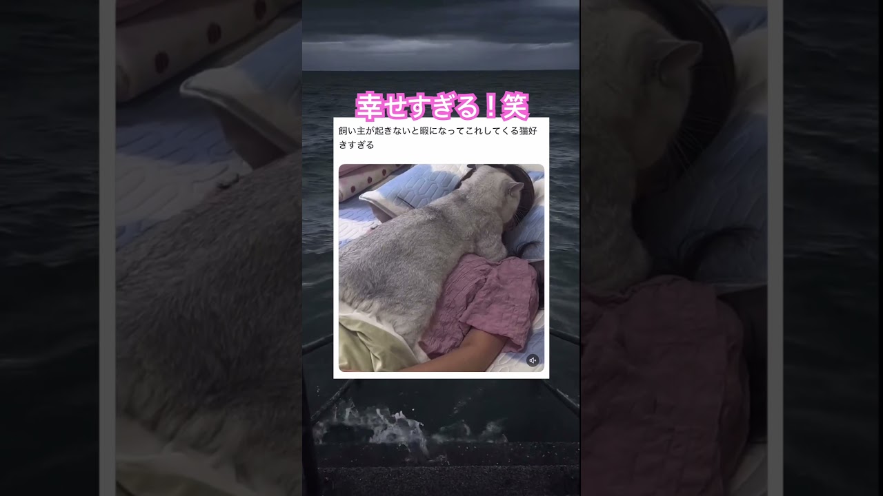 幸せ確定演出! #shorts#tiktok#Twitter#おもしろ#お笑い#おすすめ#猫#かわいい 面白い#おもしろ動画#爆笑#バズれ