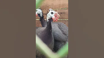 Бройлерная цесарка