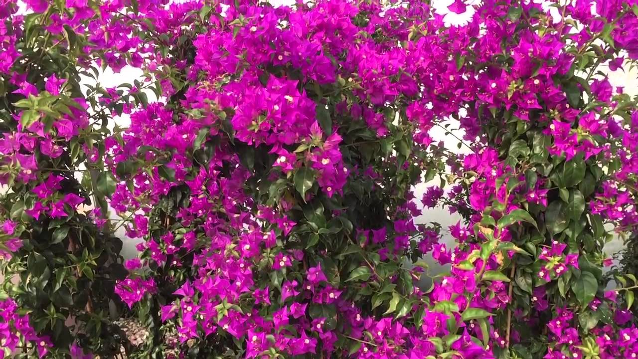 Bougainvillea Sale - YouTube