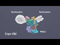 Cryoem structures of prc2 simultaneously engaged with two functionally distinct nucleosomes