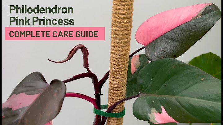 How to Care for Philodendron Pink Princess - Everything You Need to Know!